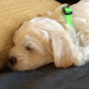 Meet your Posher, Hailey